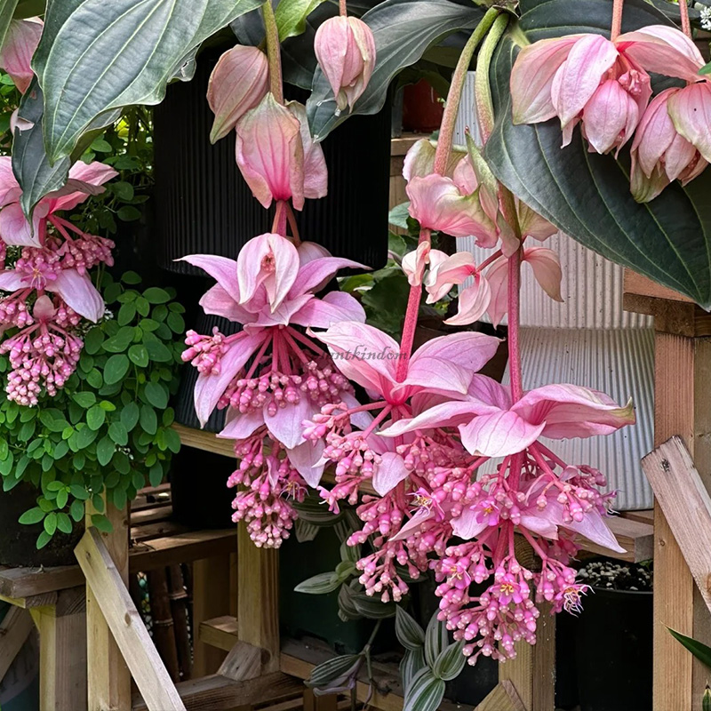 🦄Baolian lantern flower seeds💖Advanced indoor plants