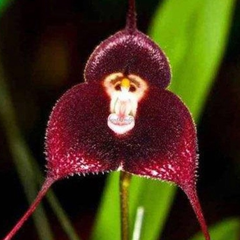 🦄Flying duck orchid seeds🌿Magical natural plant