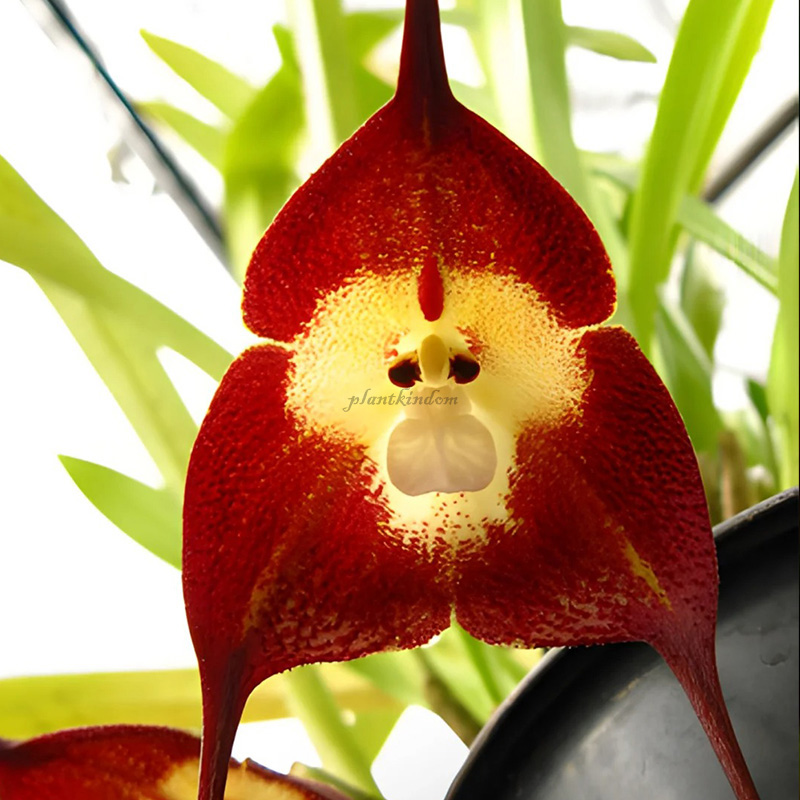 🦄Flying duck orchid seeds🌿Magical natural plant