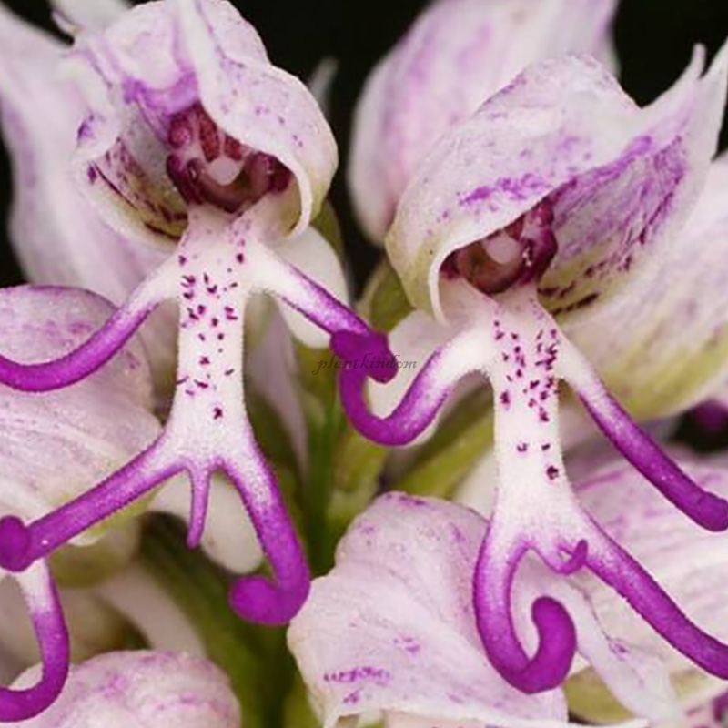 🦄Flying duck orchid seeds🌿Magical natural plant