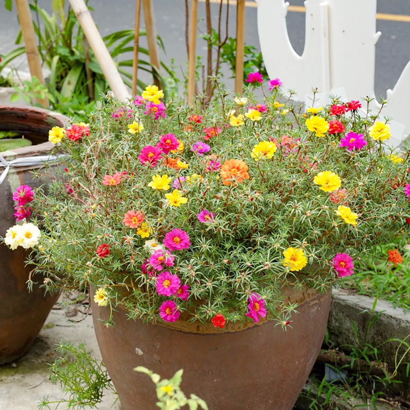 🦄Portulaca grandiflorum seeds✨Super low price mixed seeds