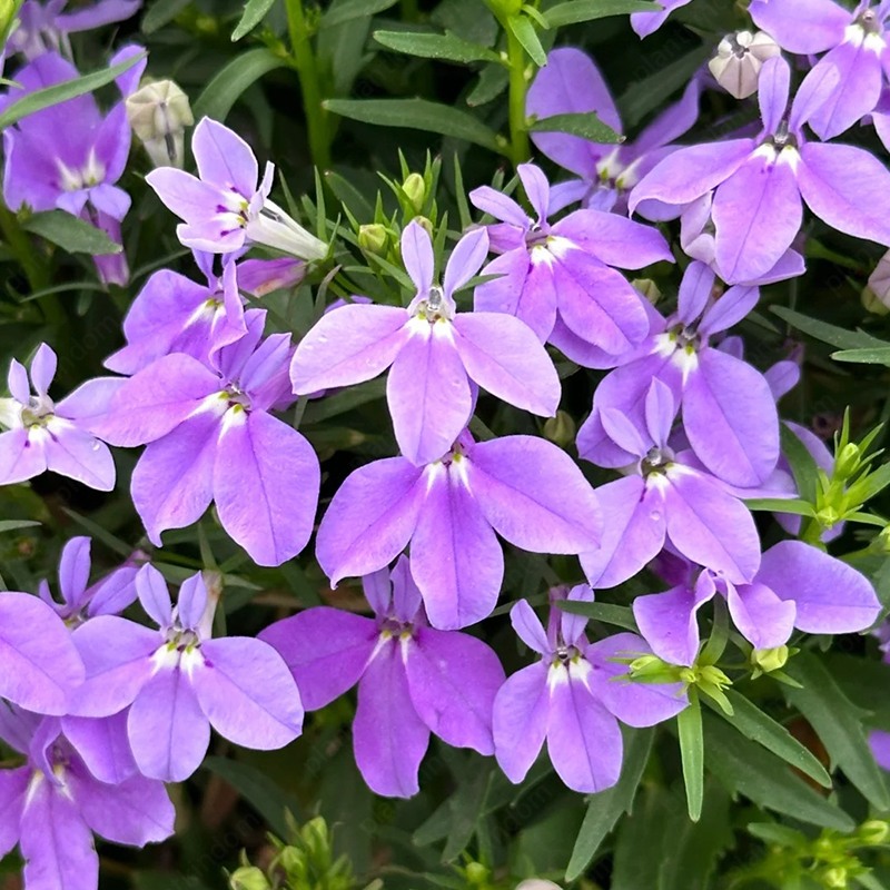 Lobelia Erinus Seeds