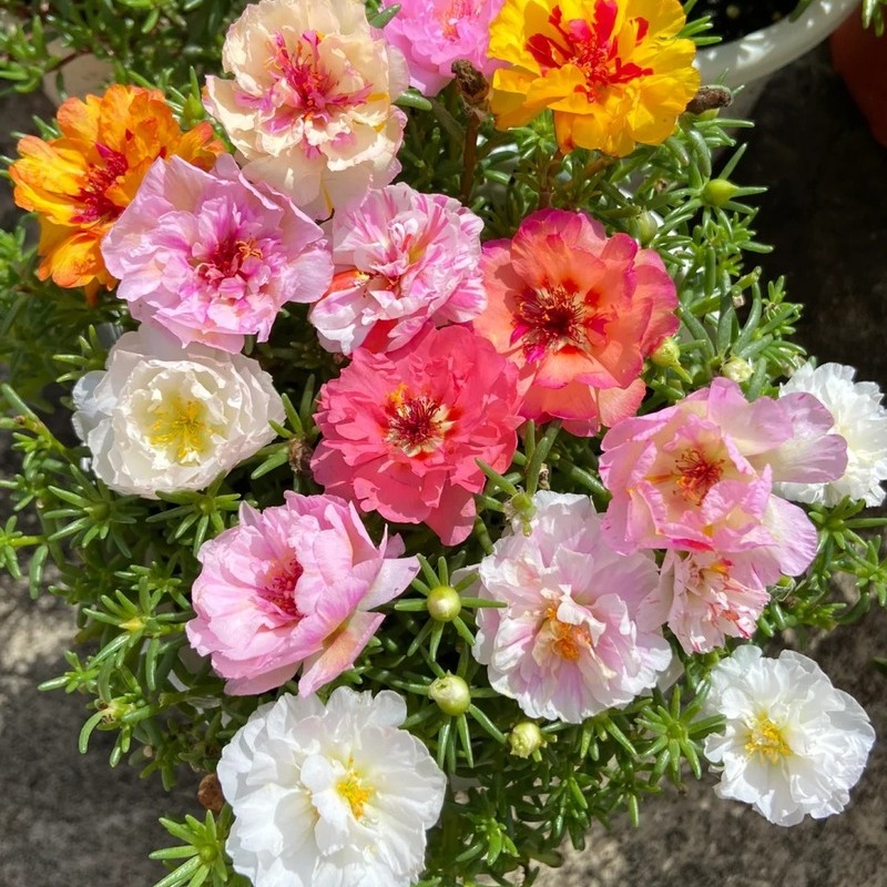 Double-petaled sunflower，plant them 🌱 and reap a garden full of flowers 🌸