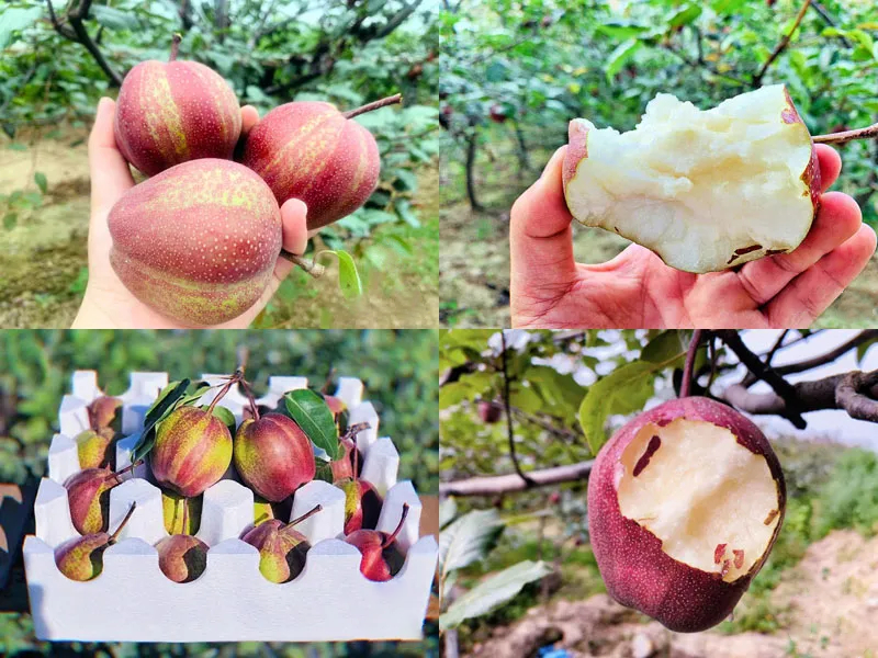 Pyrus pyrifolia 'Nijisseiki'🌈Rainbow Pear Seeds