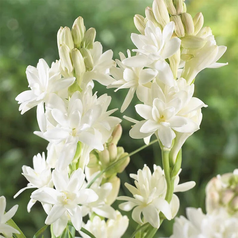 🔥【Limited time sale】TUBEROSE🌸seed feast! Enjoy💥70% OFF super discount