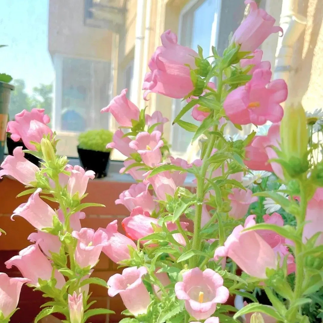 Campanula Seeds, Potted Campanula Seeds, Flower Seeds