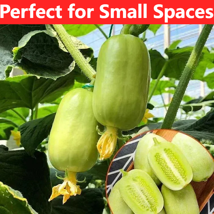 Mini cucumber Seeds