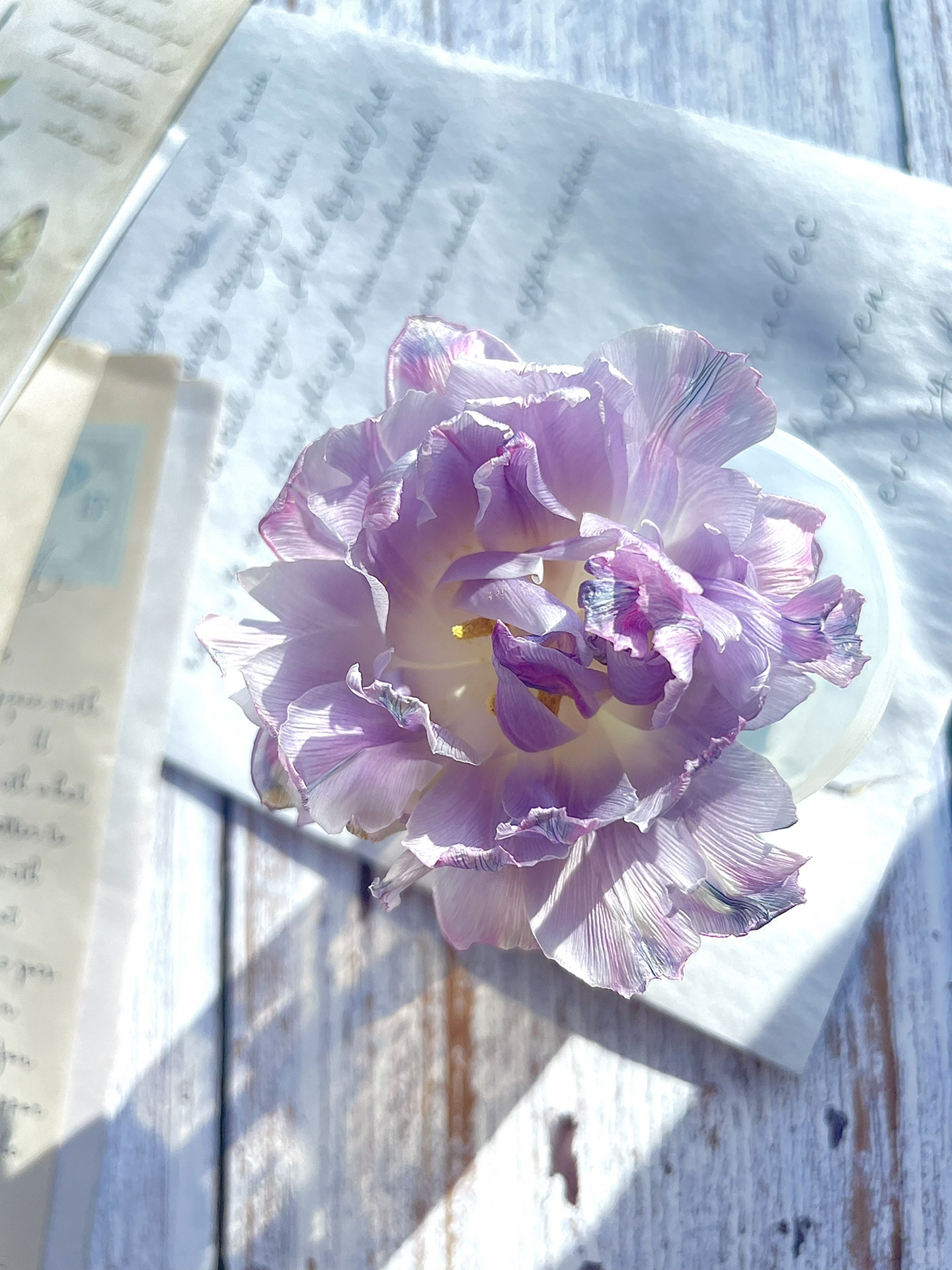 Double Bloom Fluorescent Purple Tulip Seeds