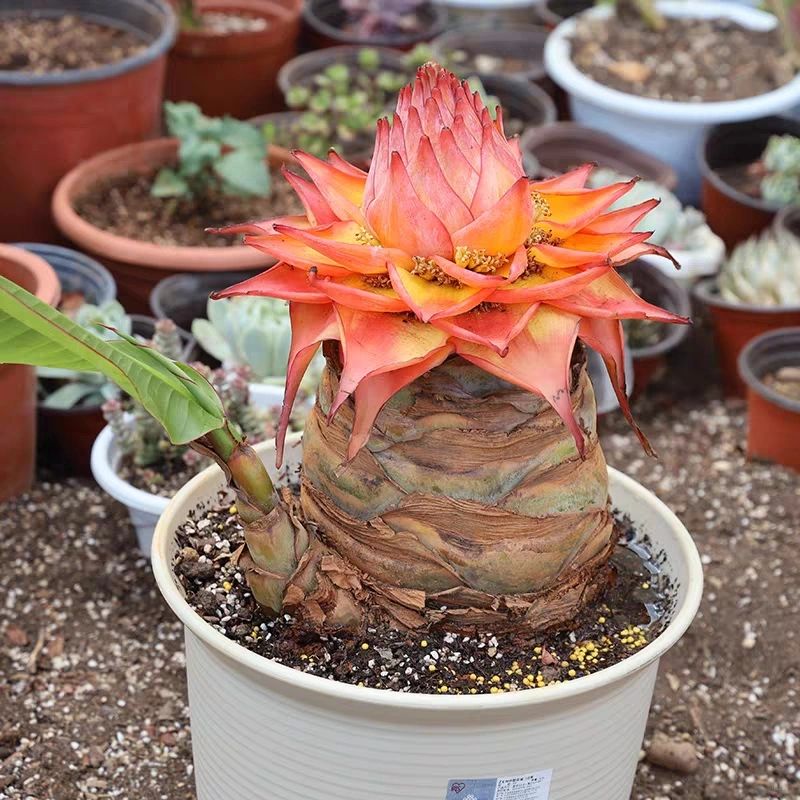 Red Lotus Banana Seeds - Musella lasiocarpa 🌺