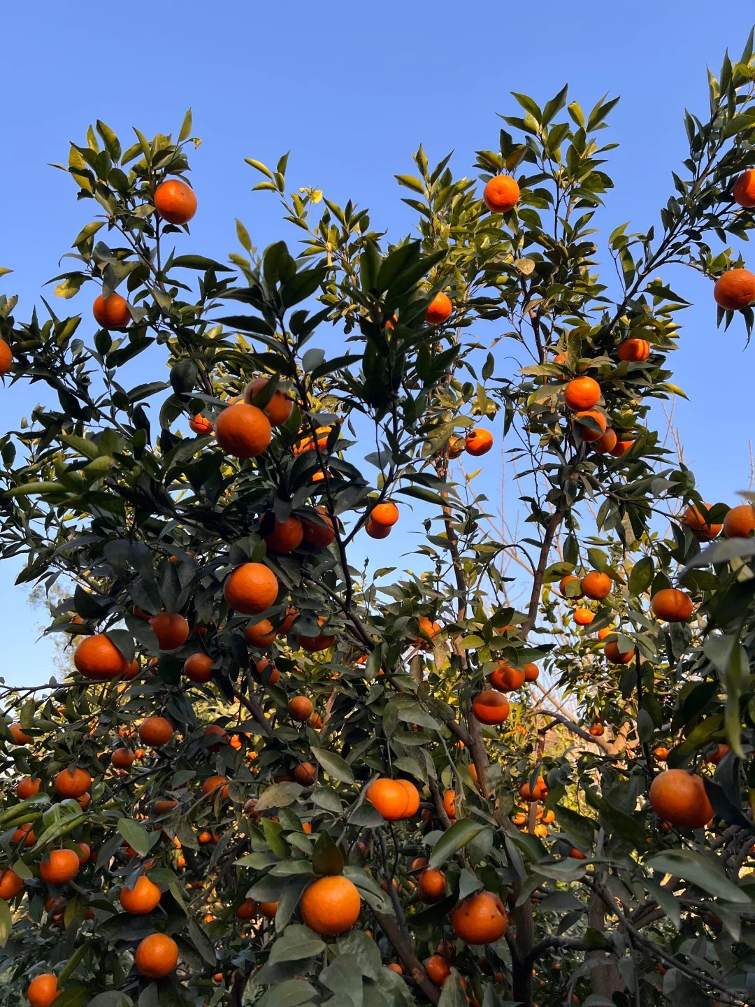 Seeds of rare citrus with thin skin and juicy flesh