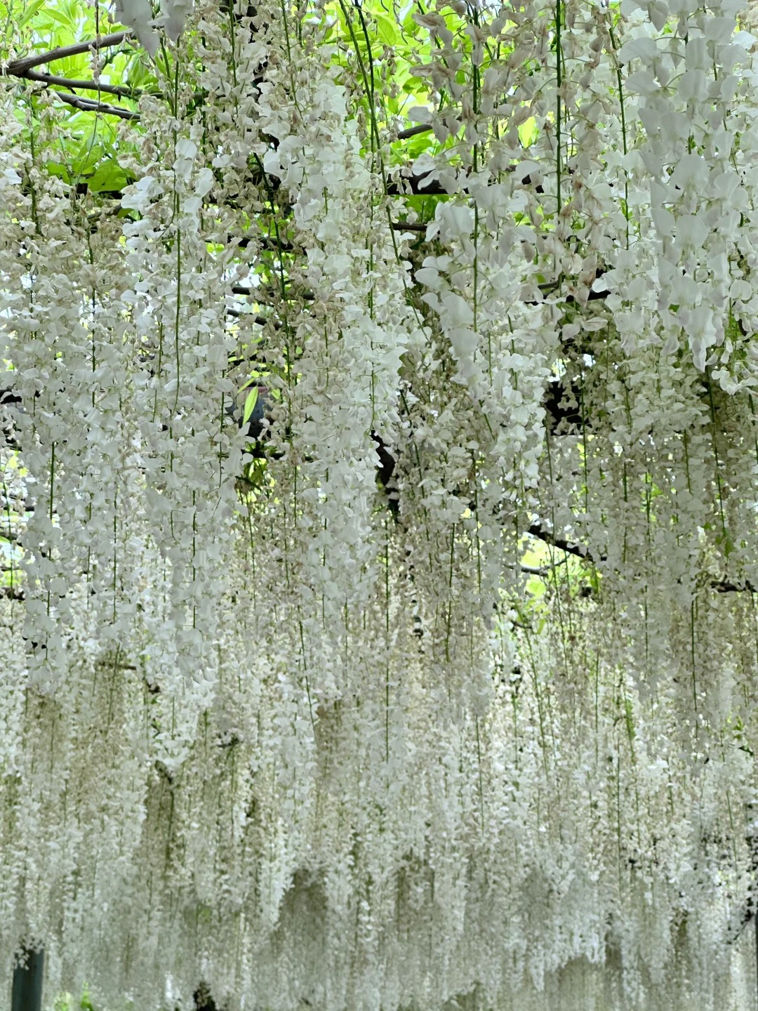 Wisteria Wonder: Nature's Cascading Beauty 💜🌸