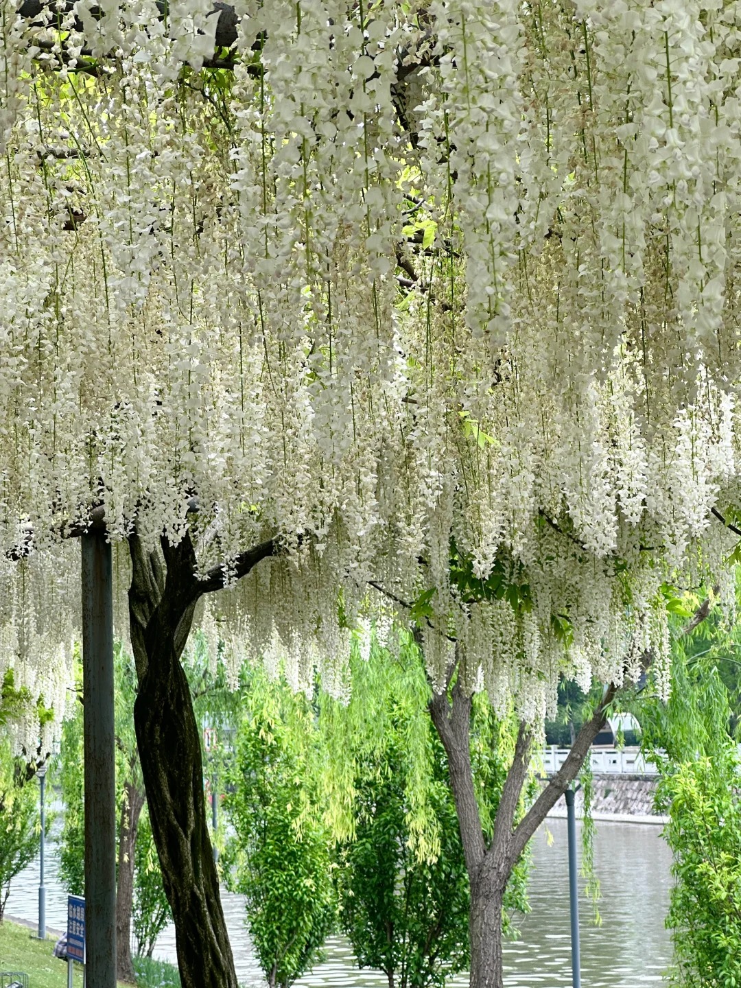 Wisteria Wonder: Nature's Cascading Beauty 💜🌸
