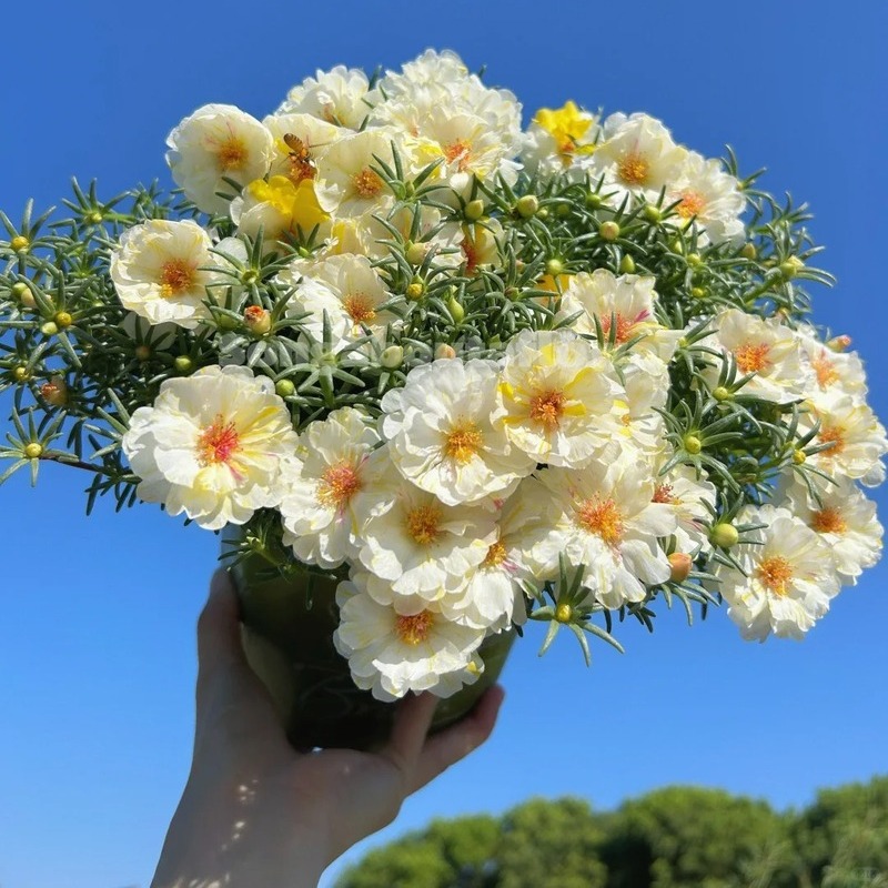 Double-petaled sunflower，plant them 🌱 and reap a garden full of flowers 🌸