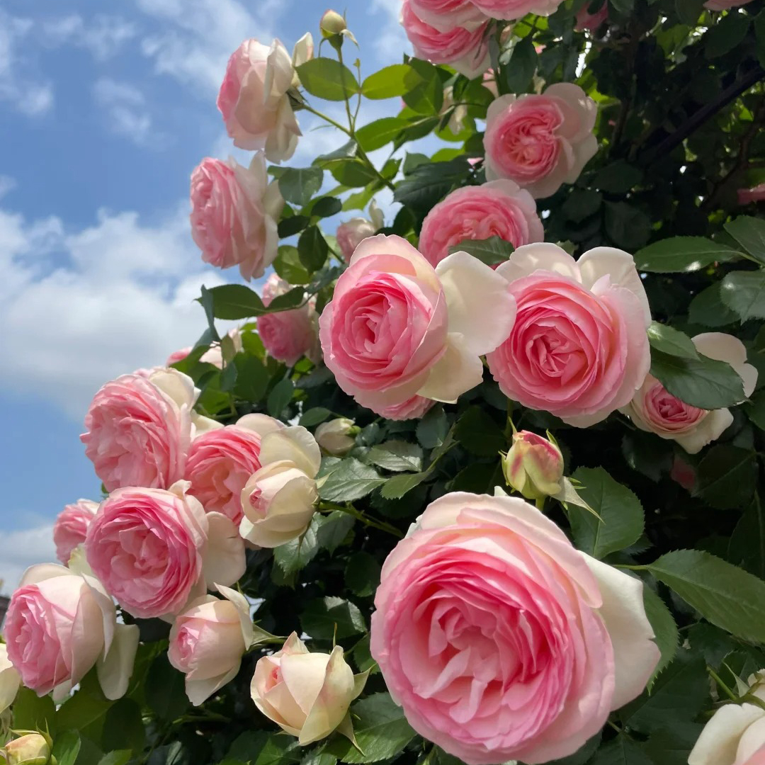 🔥Hot Sale🔥Climbing Rose Seeds