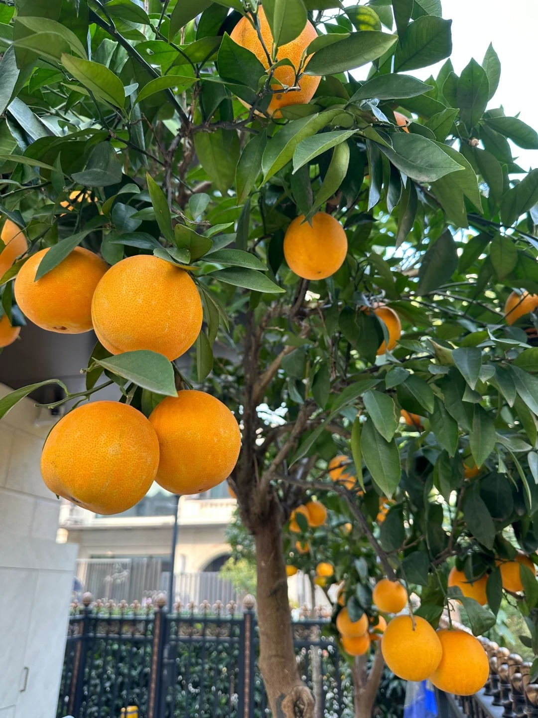 Seeds of rare citrus with thin skin and juicy flesh