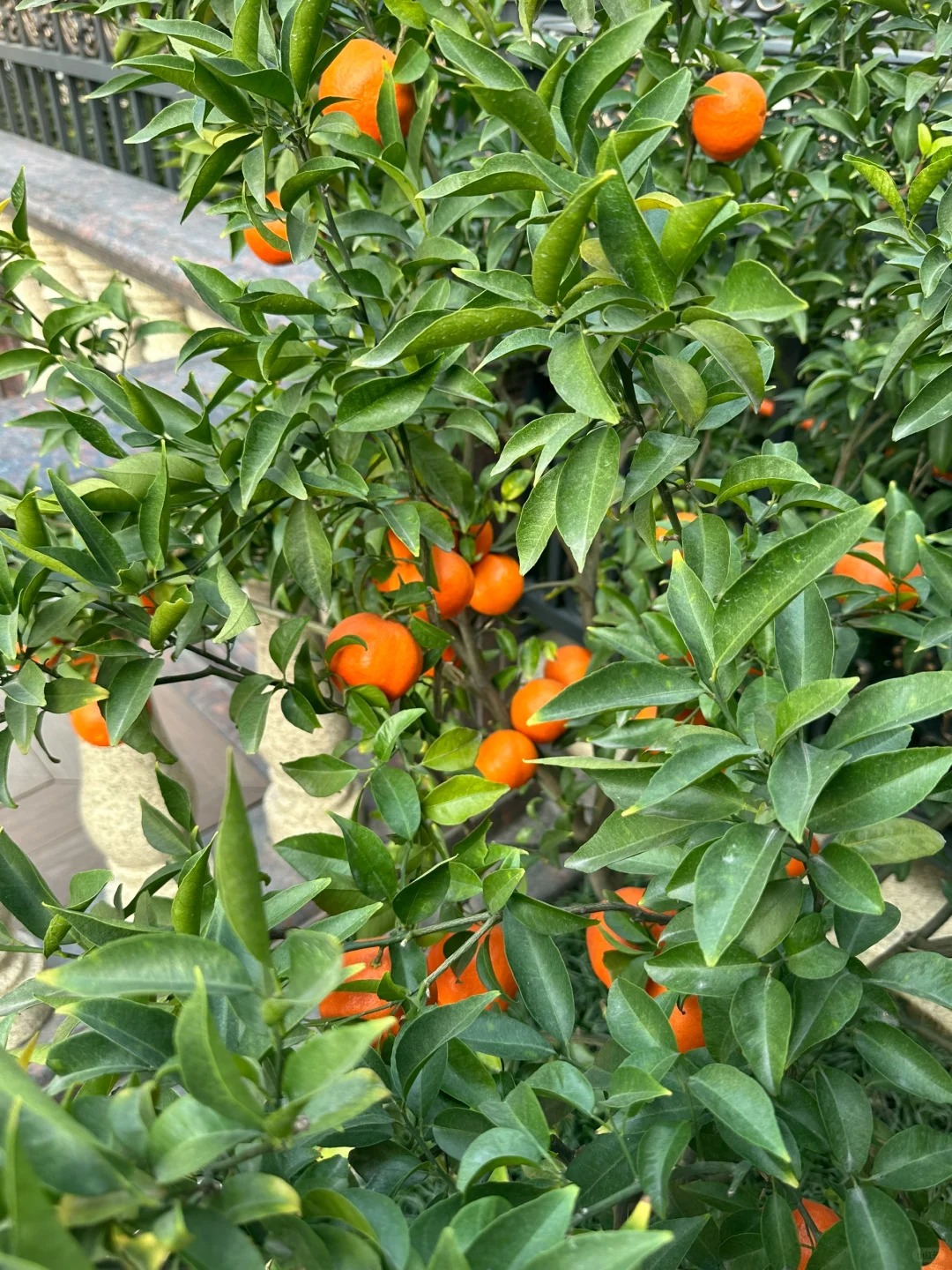 Seeds of rare citrus with thin skin and juicy flesh