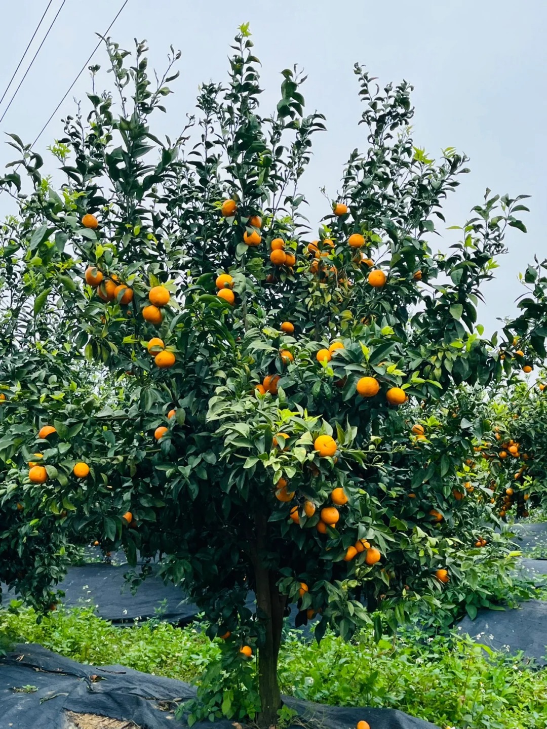 Seeds of rare citrus with thin skin and juicy flesh