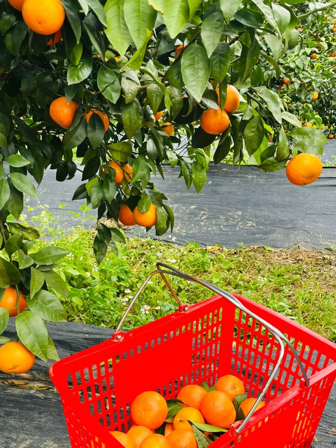 Seeds of rare citrus with thin skin and juicy flesh