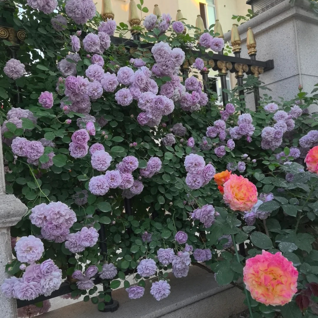 🔥Hot Sale🔥Climbing Rose Seeds