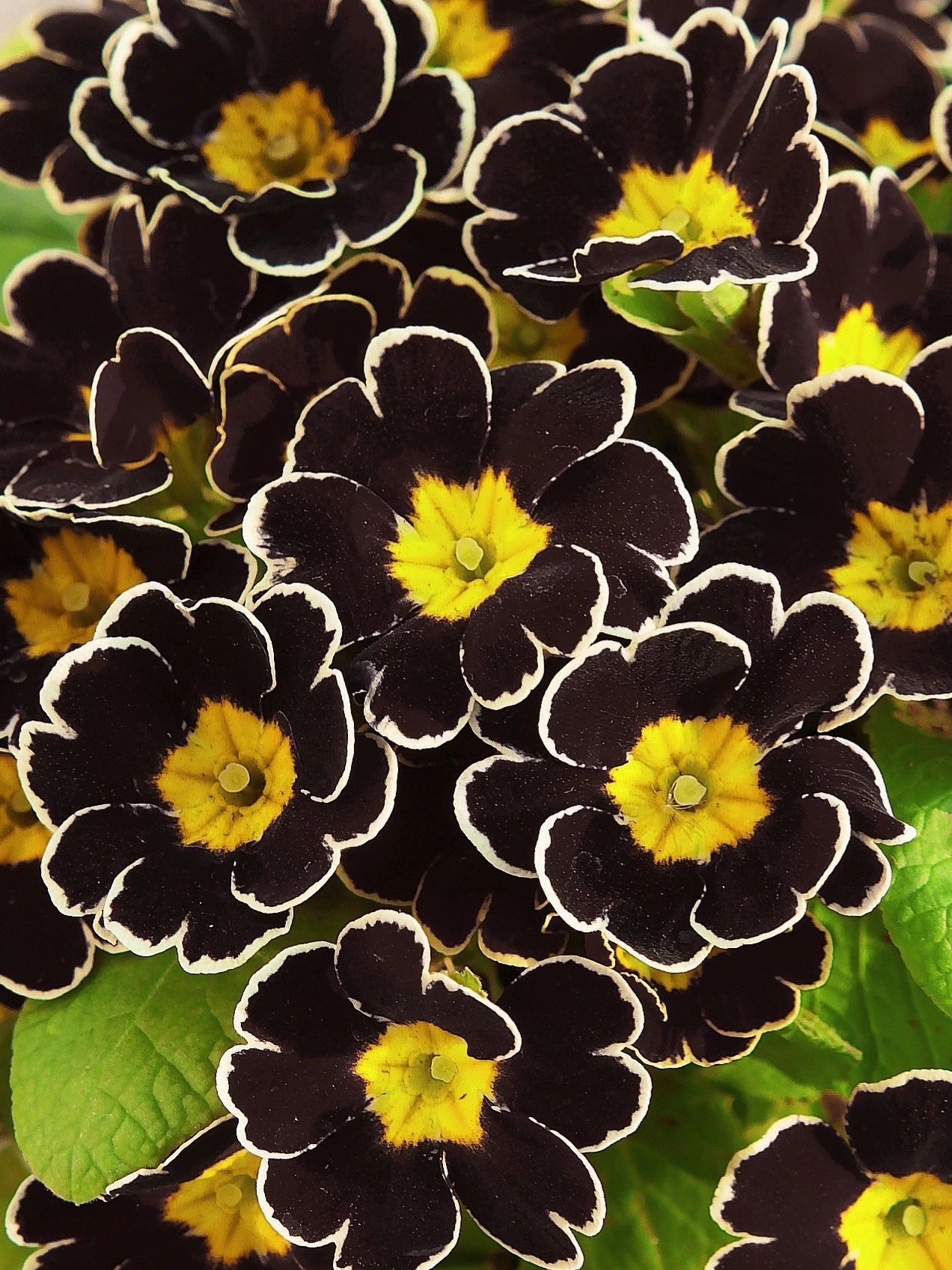 Primrose - Spring's First Bloom