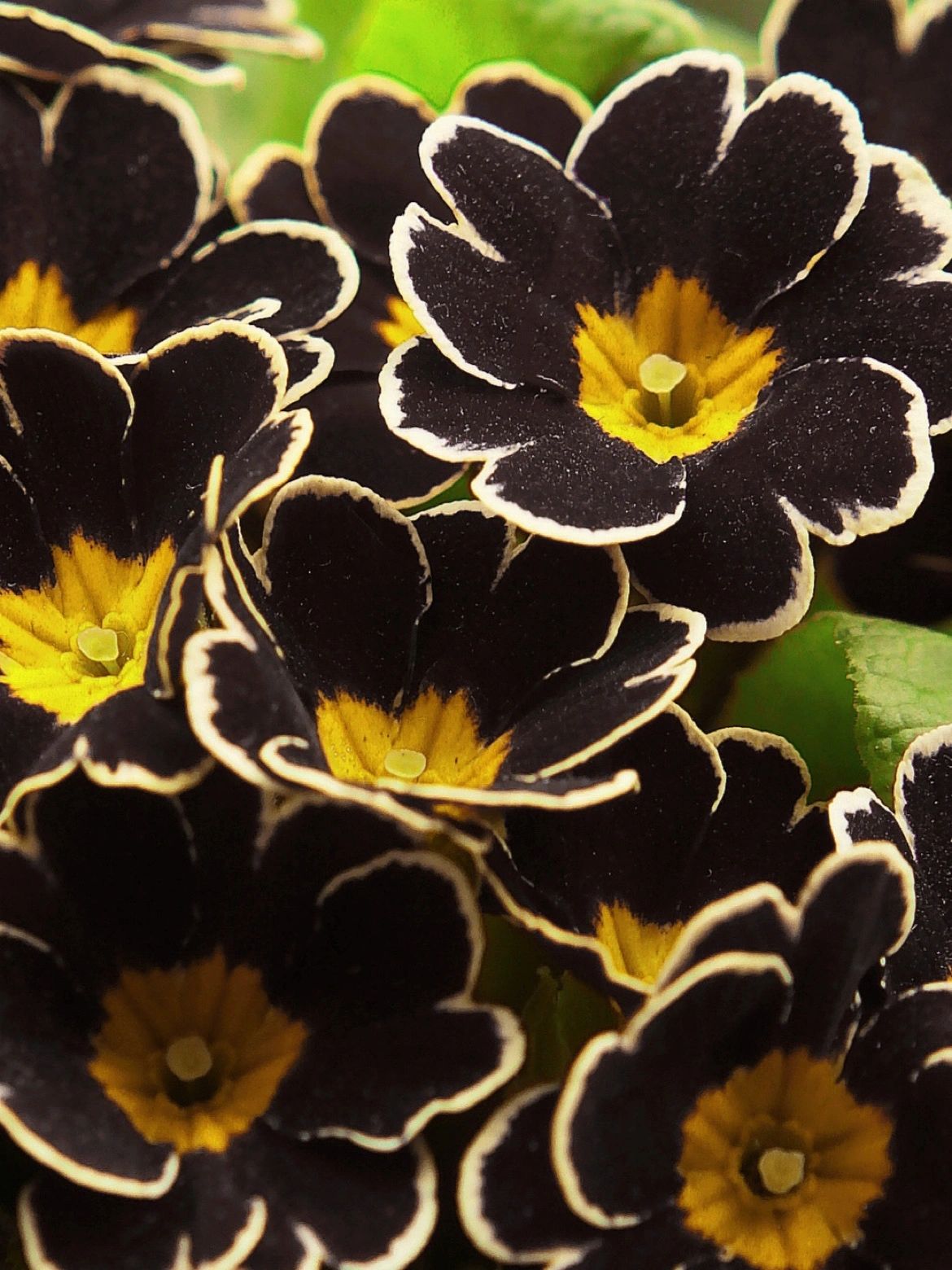 Primrose - Spring's First Bloom