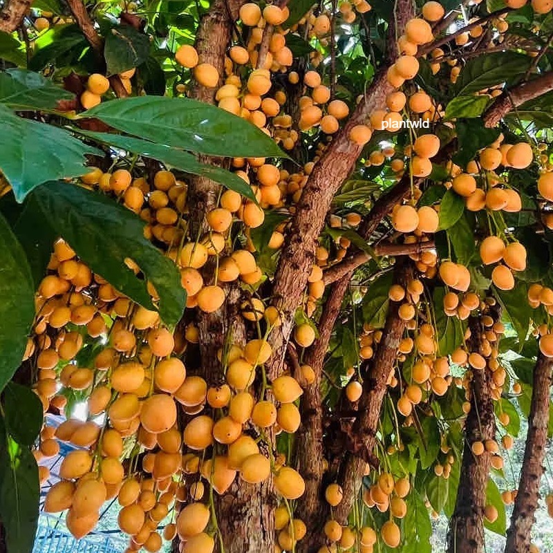⚡HOT SALE🔥Burmese Grape seeds🍇70% OFF❗