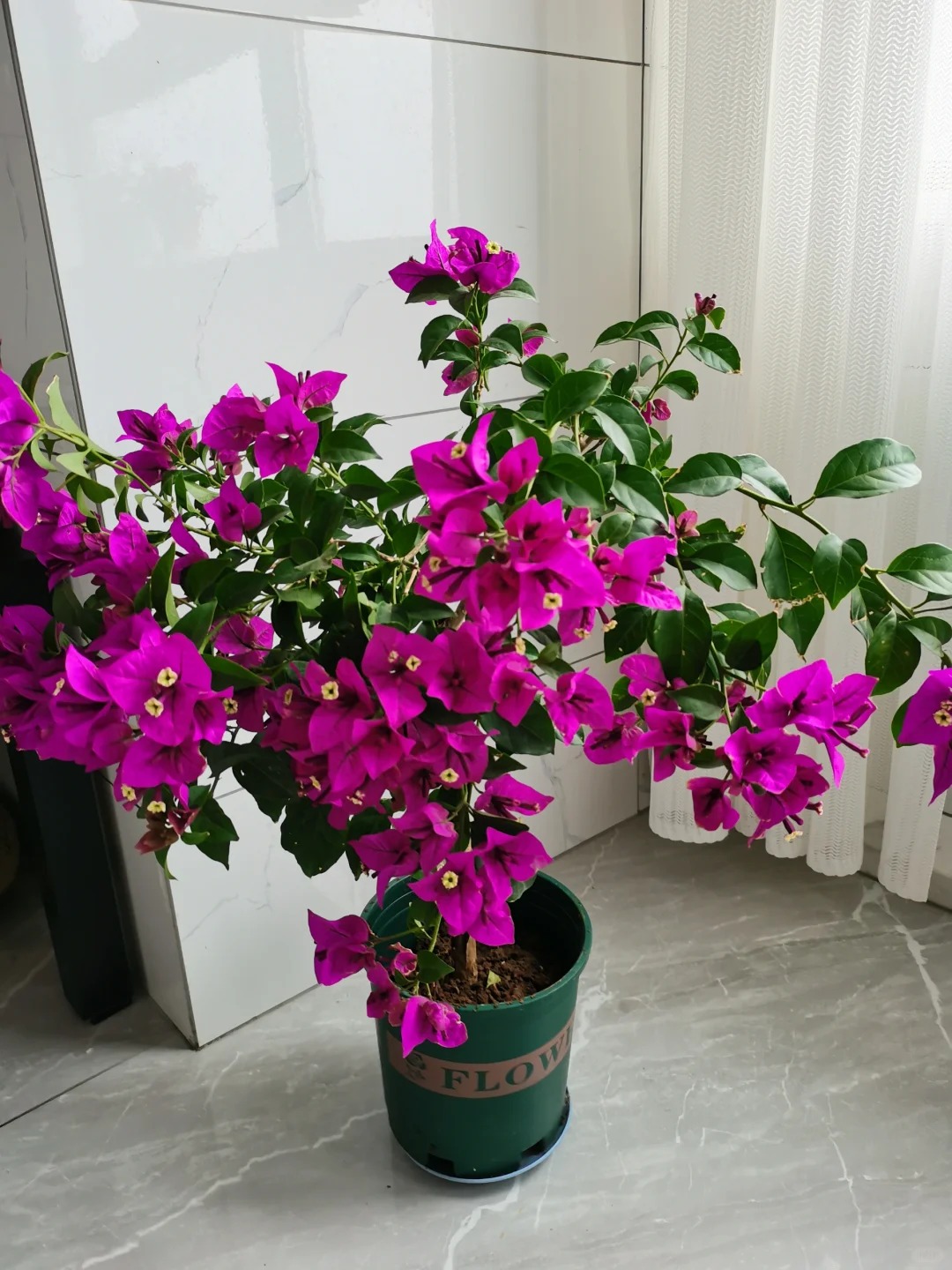 🪴💐Gartenpracht: Bunte Bougainvillea-Samen🌿