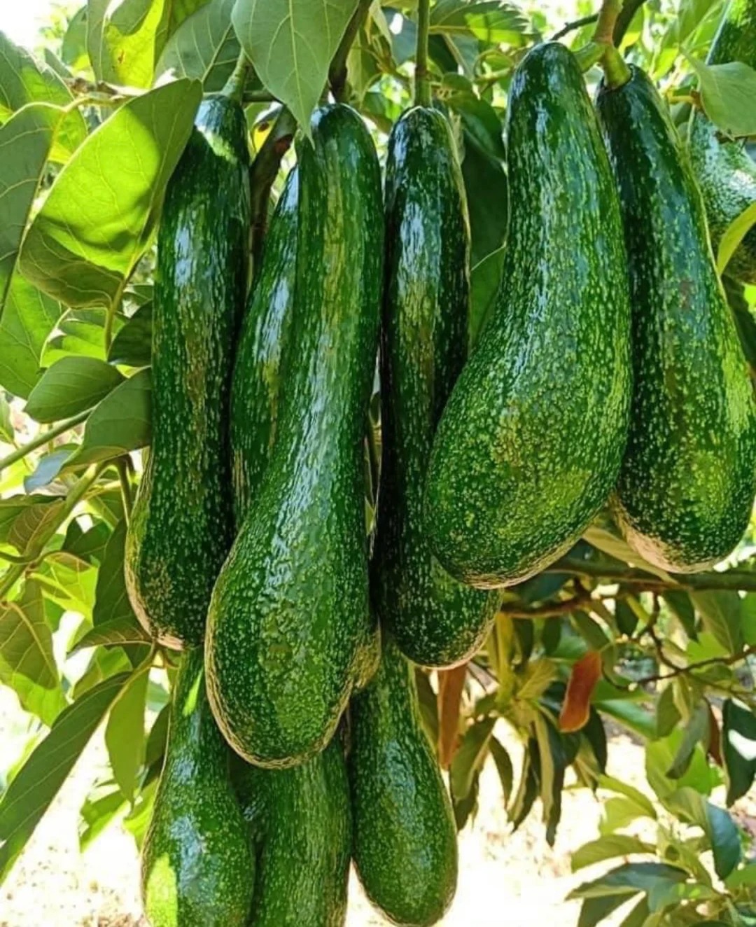 🥑🌱Twice the Deliciousness：✨Long-neck Avocado Seeds🔥