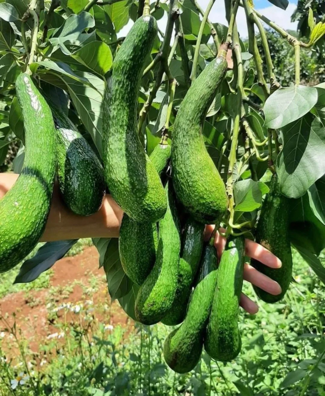 🥑🌱Twice the Deliciousness：✨Long-neck Avocado Seeds🔥