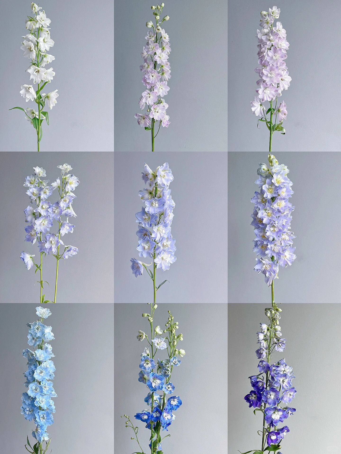 Delphinium Seeds-Mixed Color