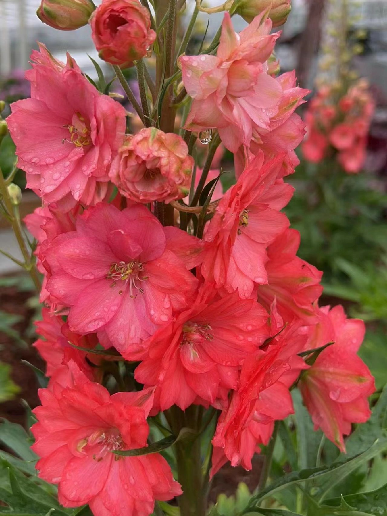 Delphinium Seeds-Mixed Color
