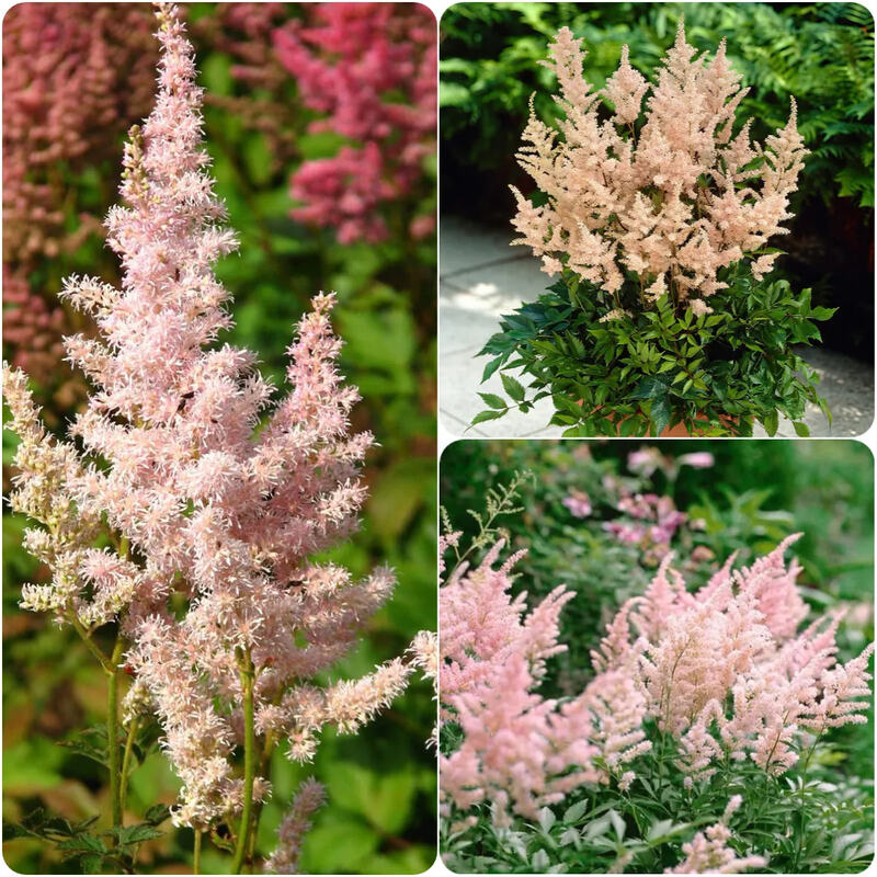 astilbe
