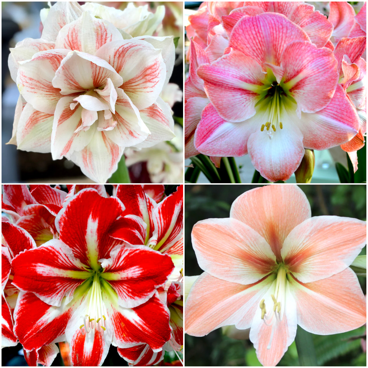 🎉Hot Sale🌸Amaryllis Bulbs