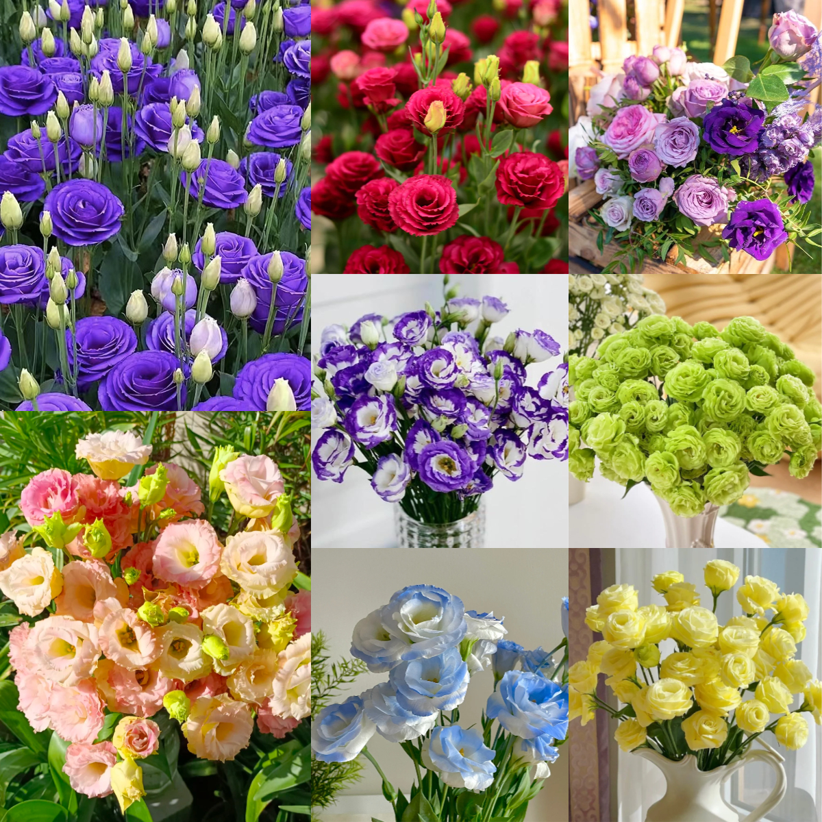 💐Lisianthus – Timeless Beauty, Everlasting Love💫