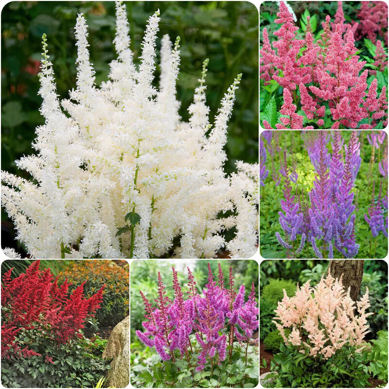 astilbe