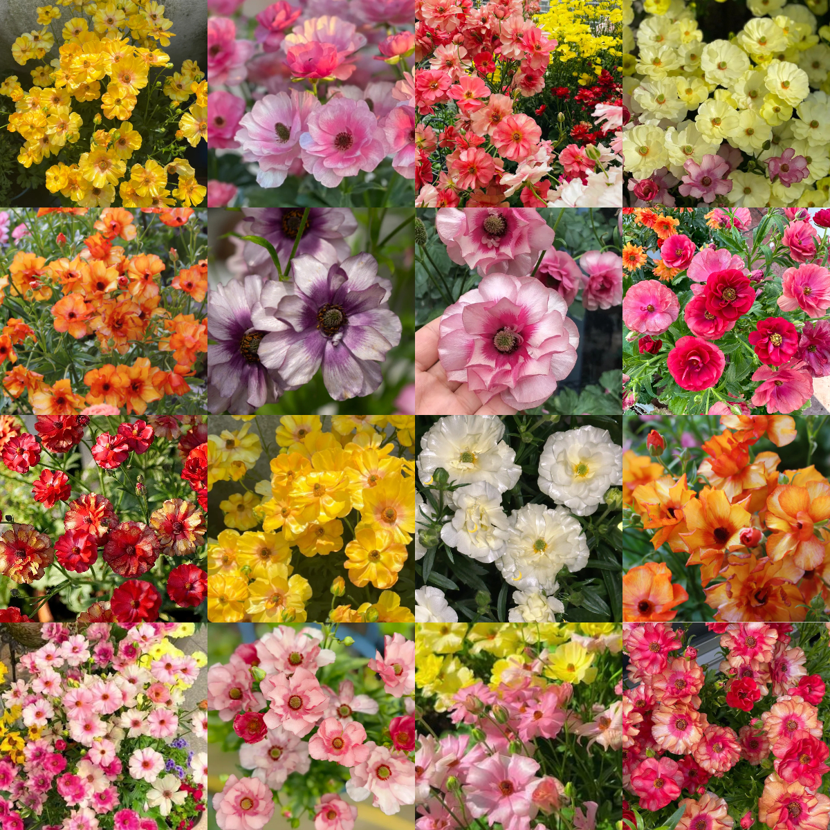 🌼 Enchanting Butterfly Ranunculus Seeds 🌼Perfect blend of magic and beauty!