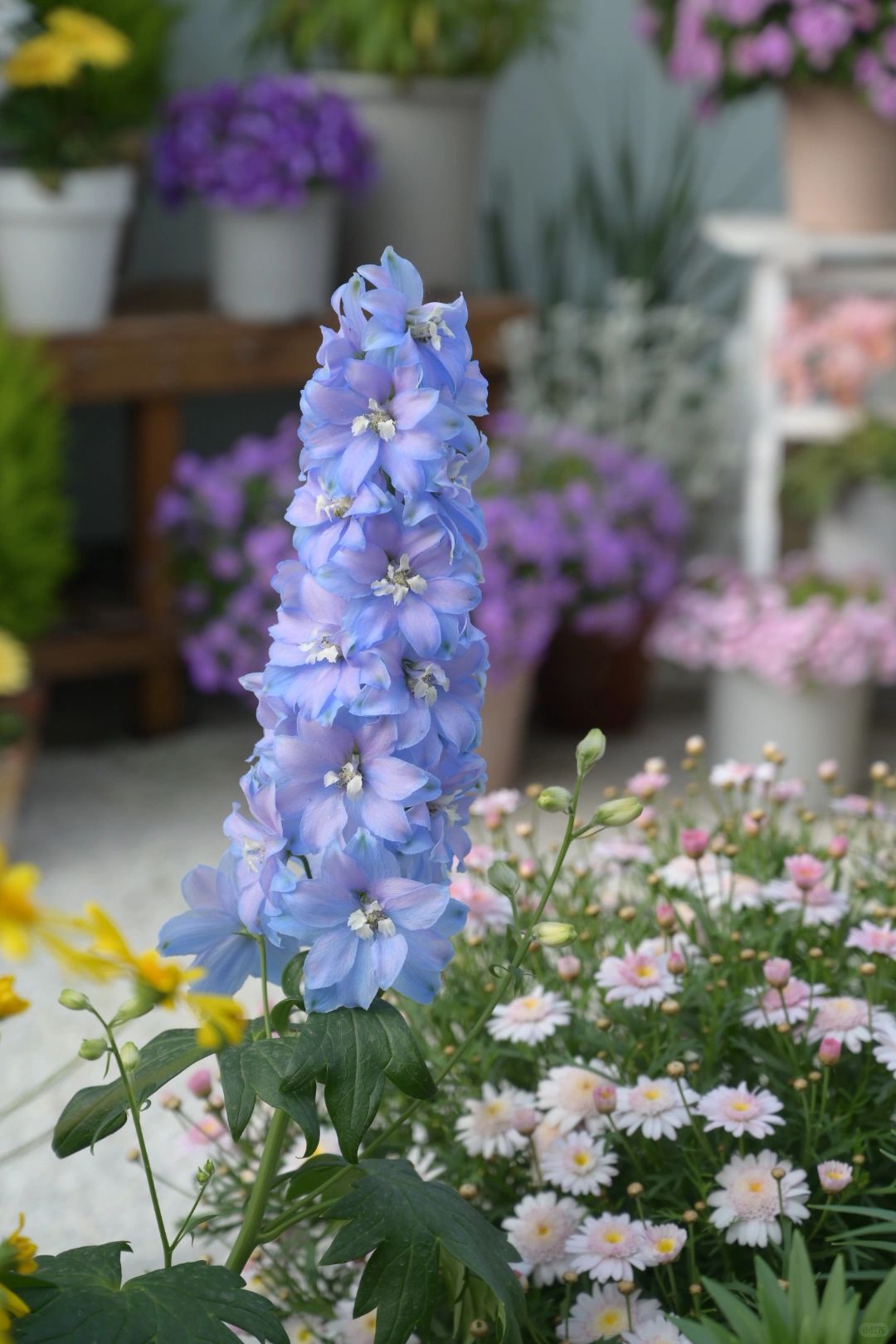 Delphinium Seeds-Mixed Color