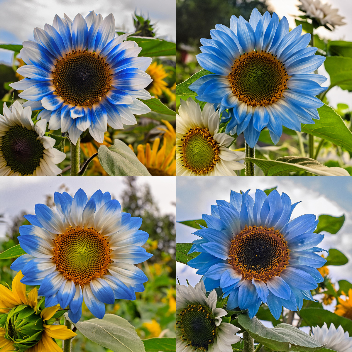 Rare two-color blue sunflower seeds