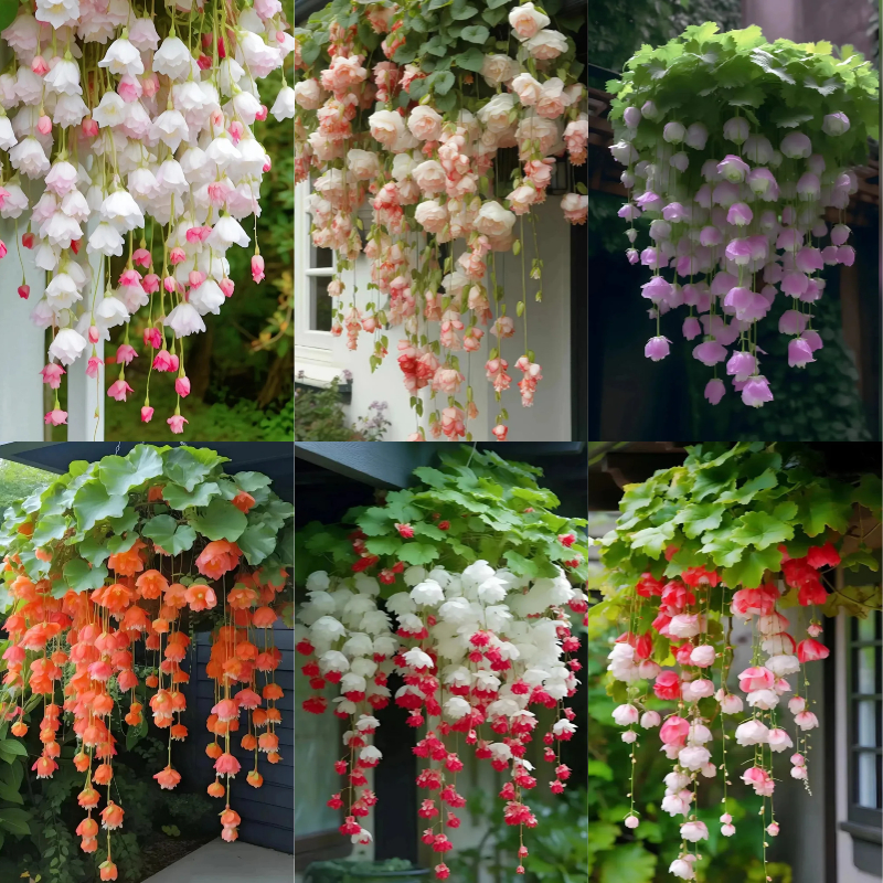🌸✨ Cascading Beauty in Full Bloom! – Discover the Magic of Hanging Begonia 💖🌿