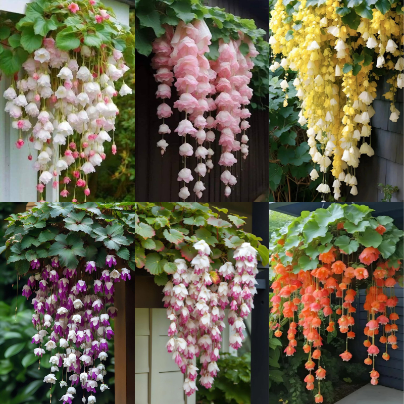 Hanging Begonia 💖🌿#4