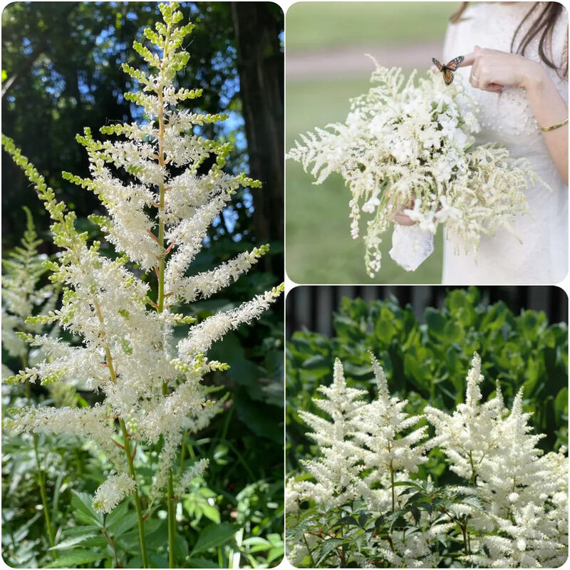 astilbe