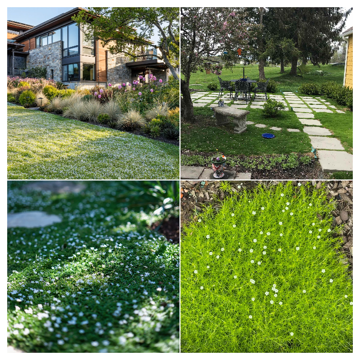 🌱 Irish Moss Seeds – Lush Greenery for All Seasons! 🌱