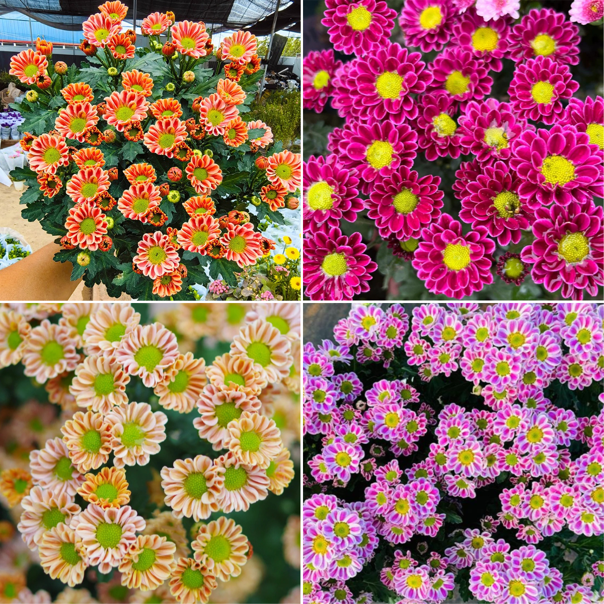 🌼 Lovely Mini Daisy — Bellis Perennis 🌼