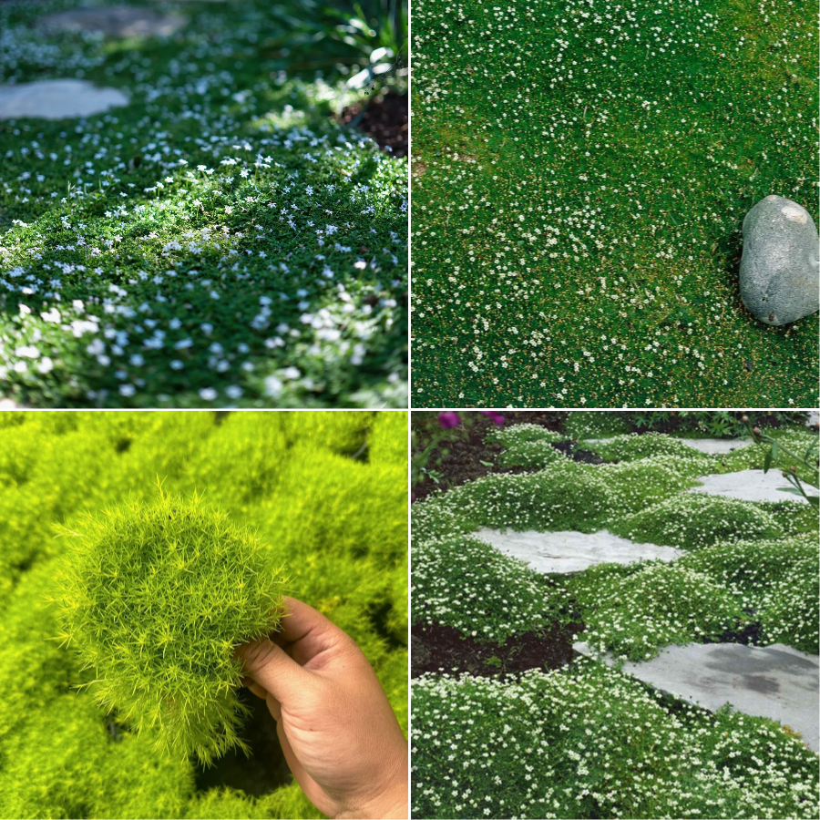 🌱 Irish Moss Seeds – Lush Greenery for All Seasons! 🌱