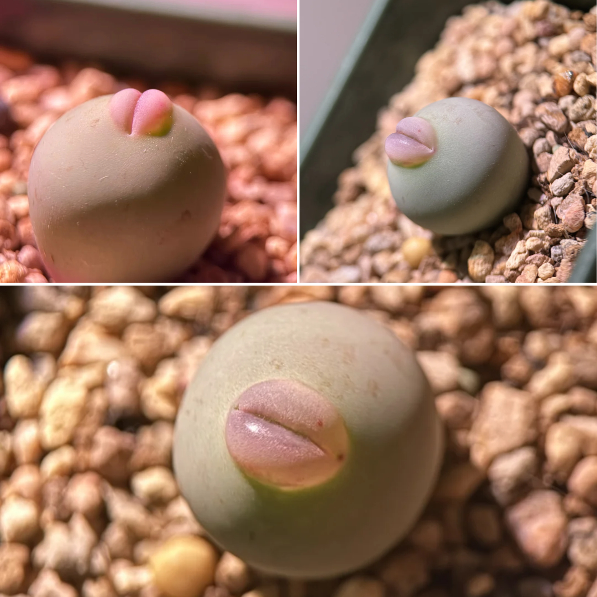 🌸 Red Lip Lithops – The Living Jewel of Your Indoor Garden 💎