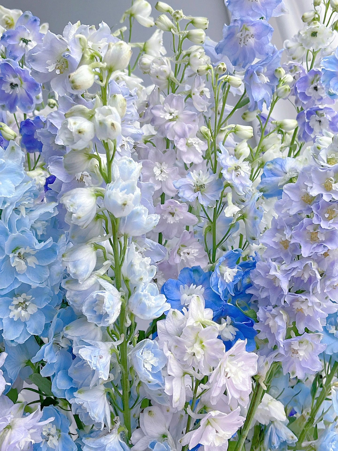 Delphinium Seeds-Mixed Color
