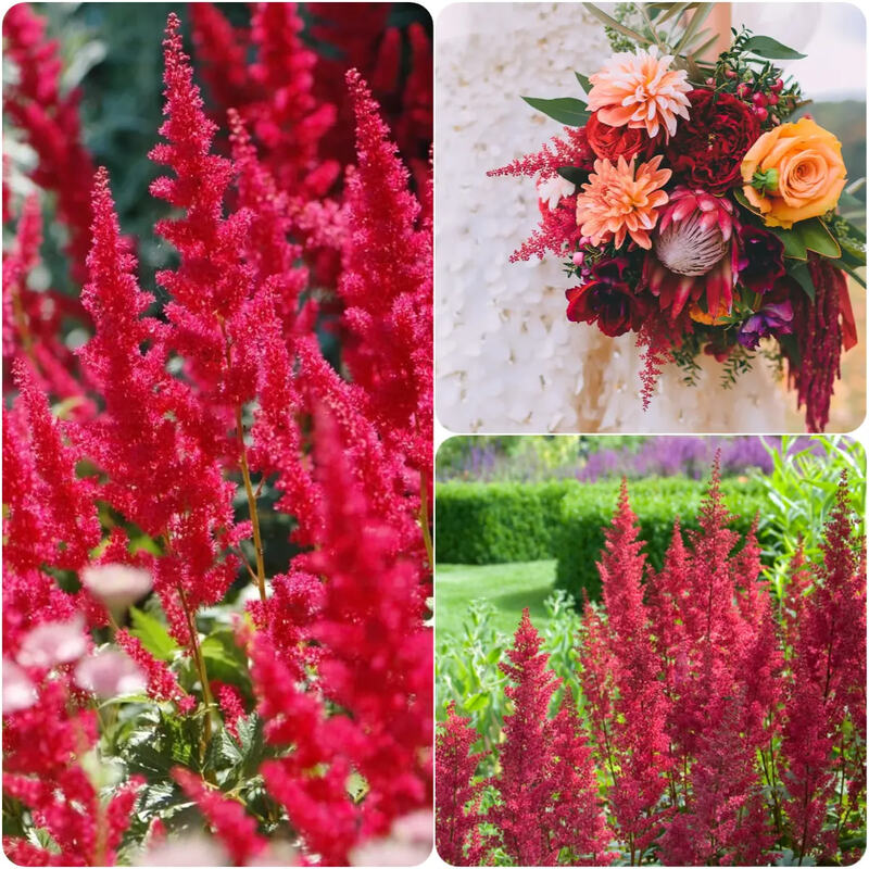 astilbe