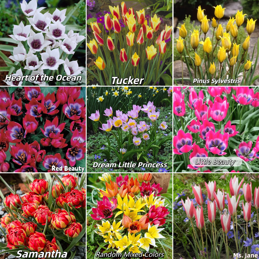 🌷 Botanical Tulip Bulbs🌷