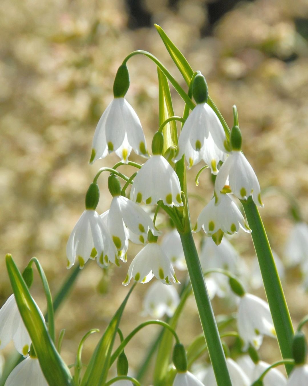 Snowdrop Haven🌼PureBeauty, Fresh Starts