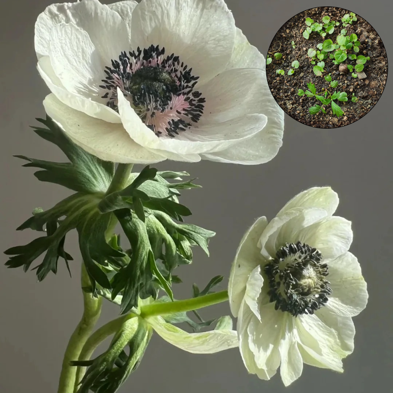 🌼Anemone Seeds🌱- Low-Maintenance, Pollinator-Friendly, Cottage Garden Favorite